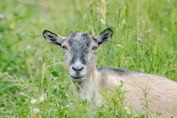 A female goat between green grass looks towards the lens. Close-up portrait of a goat without horns on a sunny summer day.