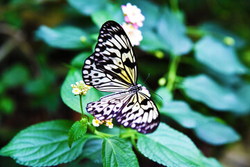Farfalla