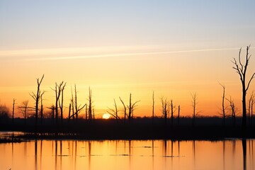 wetland at sunset with silhouetted trees