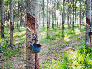 Natural latex from rubber tree in plantation forest,The natural latex flows into the rubber bowl.