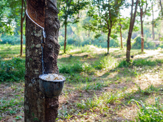 Natural latex from rubber tree in plantation forest,The natural latex flows into the rubber bowl.