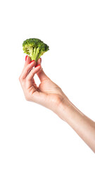 Female hand holds broccoli, isolated on white background