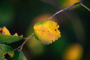 Fragmented leaves in late autumn and early winter