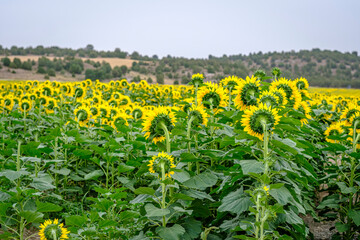 Fototapeta na wymiar Detail of a cultivated field of sunflowers in the autonomous community of Castilla Leon, in Spain.