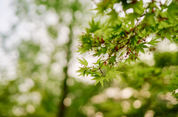 Close-up of japanese maple tree branch