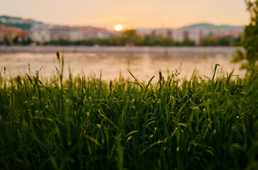 Fresh green grass closeup. Bank of river. City park.
