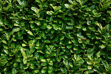 Fototapeta na wymiar Evergreen wall with hanging bush if ficus