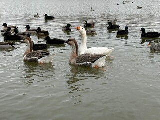 Ducks and other migratory birds winter on the lake. Geese and swans swim on a winter pond. Many birds are looking for food on a frosty day.
