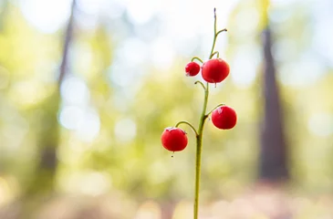 Fototapete Red Berries Of Lily Of Valley Plant In Autumn Forest. Poisonous Berry. © luengo_ua