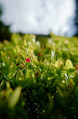 Vaccinium myrtillus. Blueberry or billberry plant in the forest.