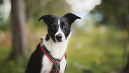 Obraz premium border collie dog head portrait in a forest in a mountain