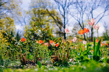 A well-maintained spring garden with beautiful tulips beginning to bloom