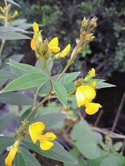 Beautiful blooming flower in garden 