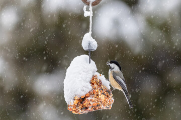 Black-capped Chickadee at a feeder in the snow