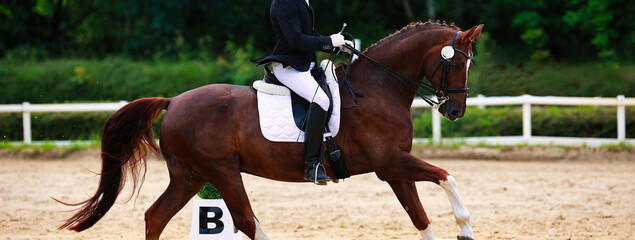 Horse, dressage horse with rider at a dressage tournament.