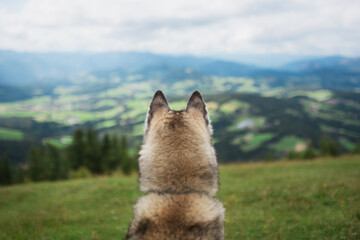 siberian husky dog head back close up portrait sitting on an alpine mountain top in the summer