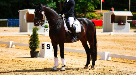 Horse, dressage horse with rider at a dressage tournament.