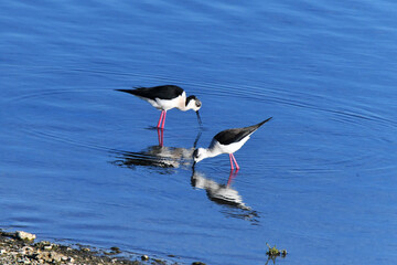 Cavalieri d'Italia, Toscana