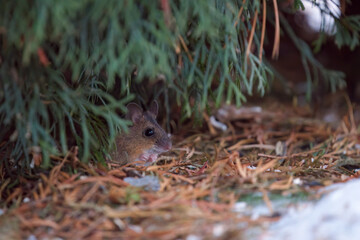 Naklejka na ściany i meble a wood mouse is searching for food at evening in winter