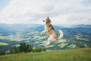 siberian husky dog jumping in the air on an alpine mountain top in the summer © Oszkár Dániel Gáti