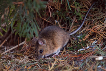 a wood mouse is searching for food at evening in winter