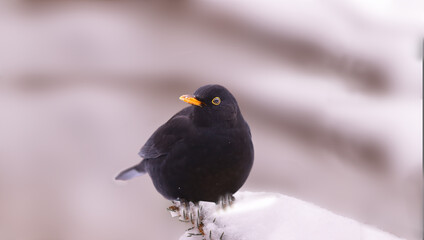 A blackbird sits on a fir branch that is covered with white snow