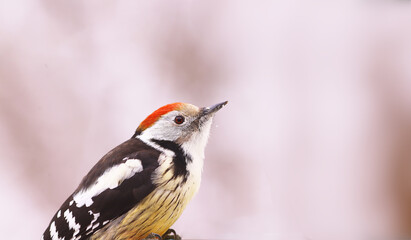 Portrait of a woodpecker that has not cleaned its beak after eating, against a blurry light background...