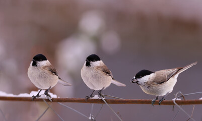 Three black-headed ones on a wire fence on a blurred background of an indeterminate color. Winter...