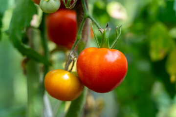 Tomato plant with several red and orange tomatoes hanging from the branches. Tomatoes are of varying sizes and are located at different stages of ripeness.