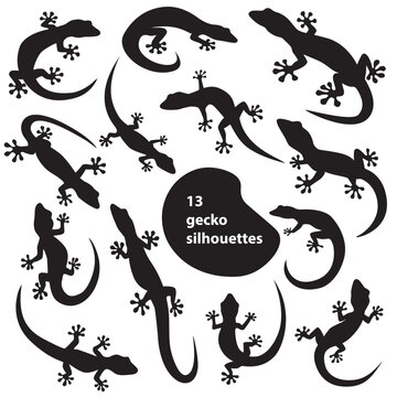 Editable vector 13 gecko silhouettes. Set collection isolated black on white background