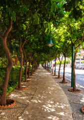 Fototapeta premium Urban park in the center of Malaga