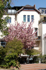 Fototapeta premium Altes Wohngebäude im Frühling mit Magnolienblüte, Mehrfamilienhaus, Bremen, Deutschland