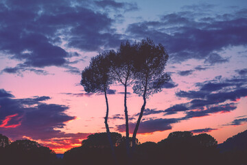 Mediterranean pine trees against sunset cloudy sky. Nature background