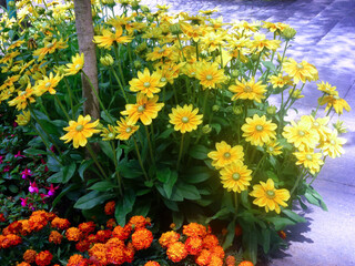 Colorful flowers of daisies, marigolds and fuchsias on a flowerbed in the park