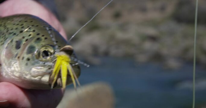close up of a trout with a lure in its mouth