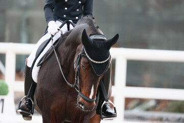 Dressage. Rider landing and horse control. The influence of the bridle