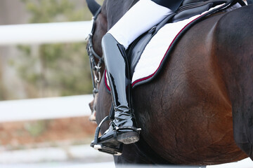 The rider's leg is a close-up of a dressage competition. Bay horse - obrazy, fototapety, plakaty