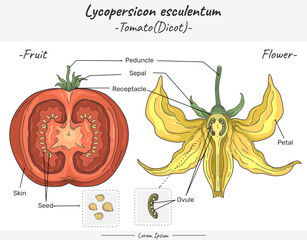 Tomato Solanum lycopersicum Flower and fruit comparison