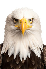 Bald eagle portrait studio shot, isolated white background PNG