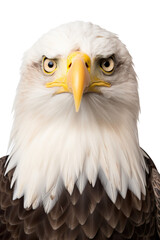 Bald eagle portrait studio shot, isolated white background PNG