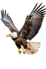 Obraz premium Bald eagle portrait studio shot, isolated white background PNG