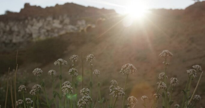wild flowers at sunset with a lens flare