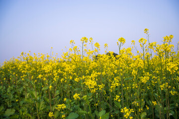 Obraz premium Outdoor yellow Rapeseed Flowers Field Countryside of Bangladesh