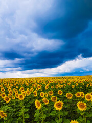 A field of sunflowers under a cloudy sky