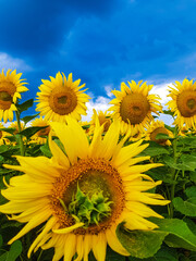 Sunflower Symphony