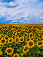 Obraz premium Sunflower Sea under the Azure Sky