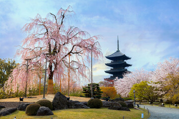 Obraz premium Beautiful full bloom cherry blossom at Toji temple in Kyoto, Japan