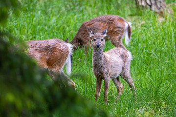 baby deer on the grass