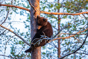 bear cub on tree