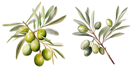 set of olive branches watercolor illustration png isolated on a transparent background, clipart 
  